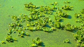 Floating aquatic plants Pistia stratiotes among duckweed and Wolffia in a stagnant pond video