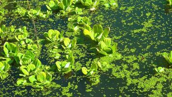 Floating aquatic plants -Pistia stratiotes- among duckweed and Wolffia in a stagnant pond video