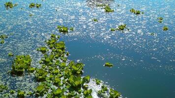 Floating aquatic plants Pistia stratiotes among duckweed and Wolffia in a stagnant pond video