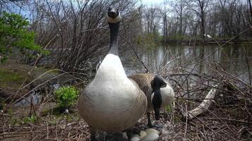 The Canada goose Branta canadensis, birds guard the nest with eggs video