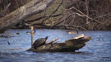 The turtle rests on a dead tree in the Carnegie Lake, young water lily leaves in water video