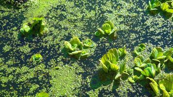 Floating aquatic plants Pistia stratiotes among duckweed and Wolffia in a stagnant pond video