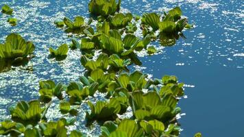 Floating aquatic plants Pistia stratiotes among duckweed and Wolffia in a stagnant pond video