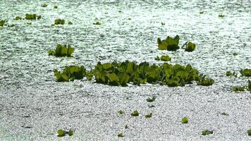 Floating aquatic plants Pistia stratiotes among duckweed and Wolffia in a stagnant pond video