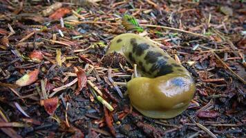 The slug slowly creeps on the ground, Olympic National Park video
