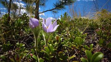 Flowering Crocuses in the spring on a snow-covered mountain.Pikes Peak Mountain, Colorado, USA video