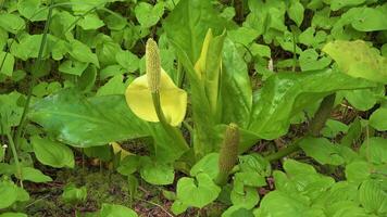 Western Skunk Cabbage Lysichiton americanus in a red alder grove, Olympic National Park, Washington, USA video