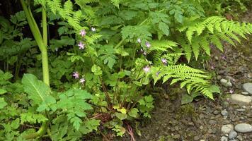 Ferns and mosses in the rainforest. The Pacific Coast. Olympic National Park, United States, Washington. Rain Forest video