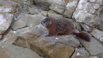 The yellow-bellied marmot Marmota flaviventris near a hole in the rocks of the mountains, Utah video