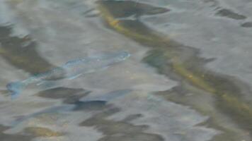 Salmon floats at shallow depths in a mountain lake in the foothills Pikes Peak Mountains in Colorado Spring, Colorado, USA video