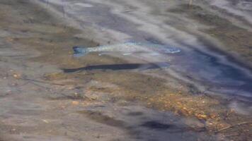Salmon floats at shallow depths in a mountain lake in the foothills Pikes Peak Mountains in Colorado Spring, Colorado, USA video