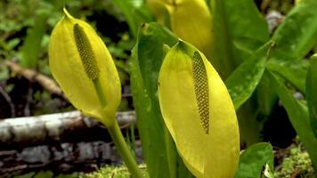 Western Skunk Cabbage Lysichiton americanus in a red alder grove, Olympic National Park, Washington, USA video