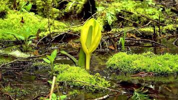 Western Skunk Cabbage Lysichiton americanus in a red alder grove, Olympic National Park, Washington, USA video