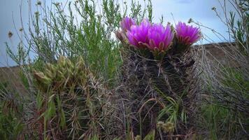 Pink flowers of Sclerocactus sp. Sclerocactus is the most common and widespread member of this genus, east Utah video