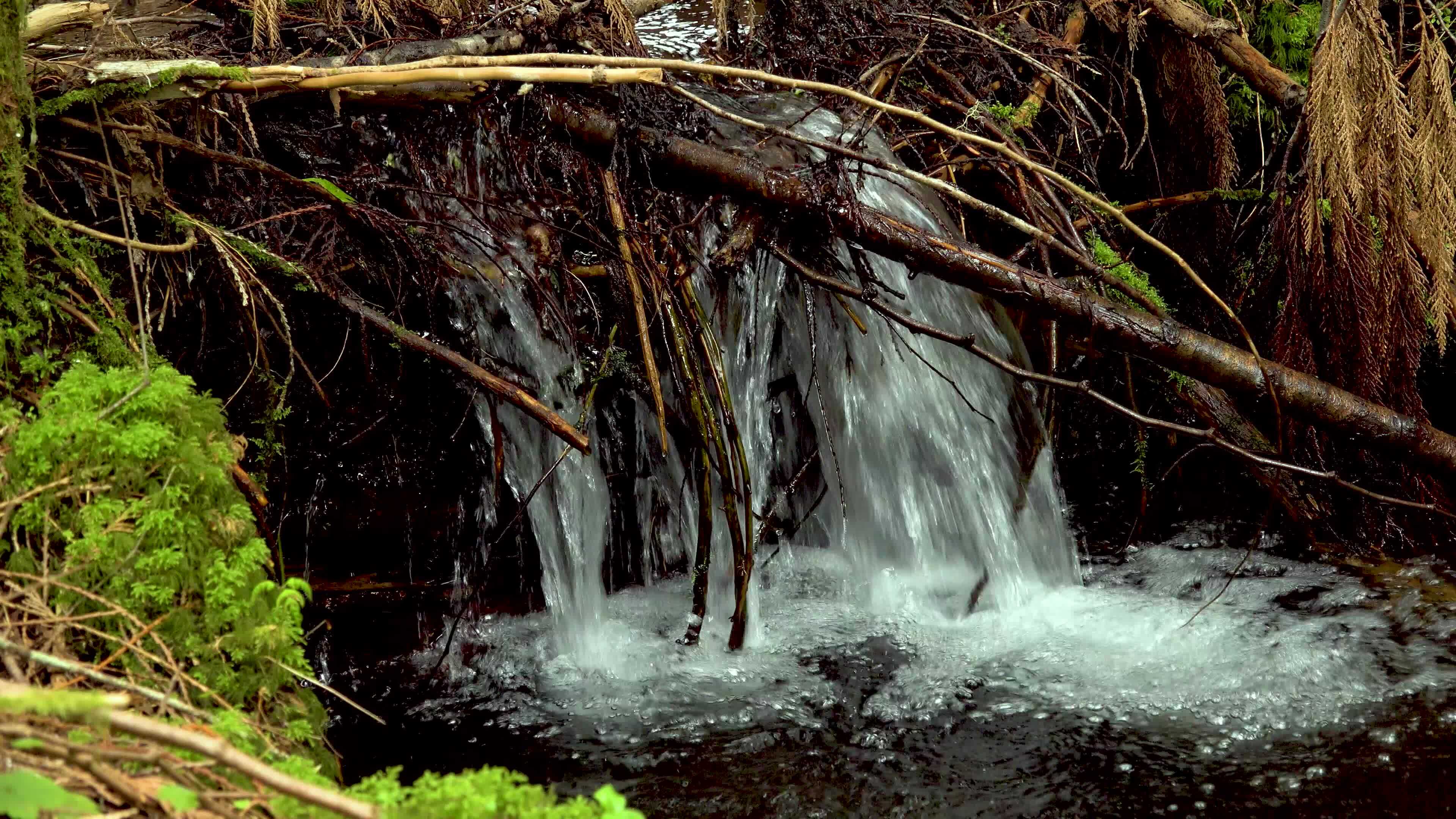 A stream in the rainforest, mosses and ferns grow along the water