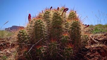 Flowering cactus plants Eshinocereus sp. in Canyonlands National Park, Utha video