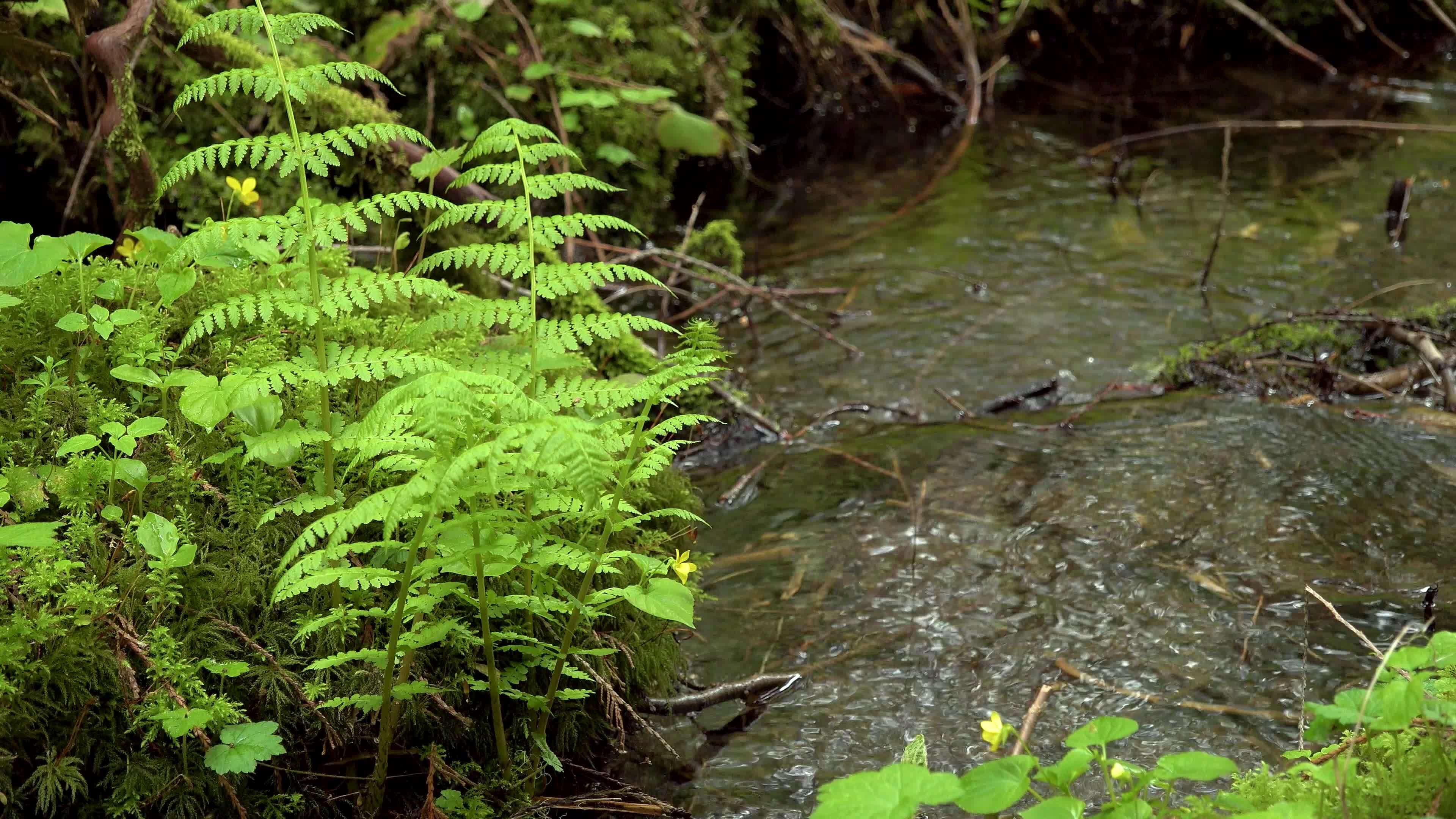 A stream in the rainforest, mosses and ferns grow along the water