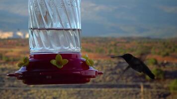 Small hummingbirds drink sweet nectar from an artificial drinking bowl with flowers, Utah, USA video