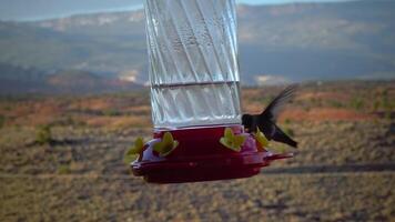 Small hummingbirds drink sweet nectar from an artificial drinking bowl with flowers, Utah, USA video