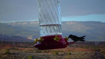 Small hummingbirds drink sweet nectar from an artificial drinking bowl with flowers, Utah, USA video
