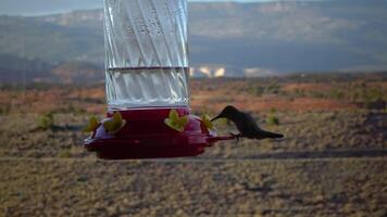 Small hummingbirds drink sweet nectar from an artificial drinking bowl with flowers, Utah, USA video