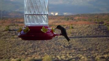 Small hummingbirds drink sweet nectar from an artificial drinking bowl with flowers, Utah, USA video