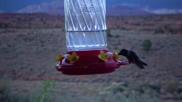 Small hummingbirds drink sweet nectar from an artificial drinking bowl with flowers, Utah, USA video