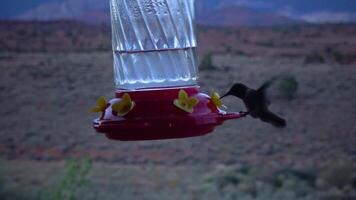Small hummingbirds drink sweet nectar from an artificial drinking bowl with flowers, Utah, USA video