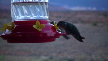 Small hummingbirds drink sweet nectar from an artificial drinking bowl with flowers, Utah, USA video