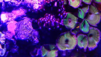 colorato pulsante coralli ondeggiante sotto il mare acqua, verde bianca a strisce polipo zoanthus sp. video
