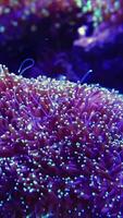 The fluttering tentacles of an anemone in a marine aquarium. Adventure Aquarium, New Jersey, USA video