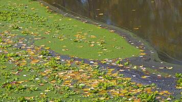 Aquatic plants floating on the surface of the water Pistia stratiotes among duckweed and Wolffia in a stagnant pond video