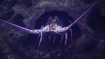 Spiny lobsters, also known as langouste or rock lobsters are a family -Palinuridae, Adventure Aquarium, Camden, New Jersey, USA video