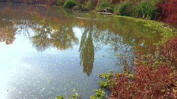 Reflection of trees in the water of the lake, in which the water is covered with duckweed and piscia video