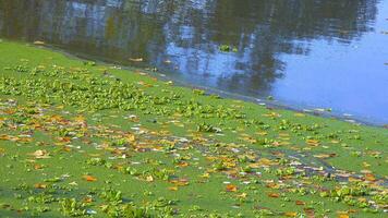 Aquatic plants floating on the surface of the water Pistia stratiotes among duckweed and Wolffia in a stagnant pond video