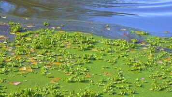 Aquatic plants floating on the surface of the water Pistia stratiotes among duckweed and Wolffia in a stagnant pond video