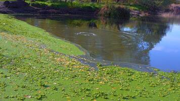 Aquatic plants floating on the surface of the water Pistia stratiotes among duckweed and Wolffia in a stagnant pond video