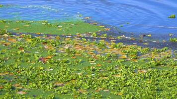 Aquatic plants floating on the surface of the water Pistia stratiotes among duckweed and Wolffia in a stagnant pond video