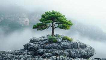Lonely Pine Tree on Rocky Outcrop Against Misty Mountain Background photo