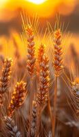 A field of golden wheat with the sun shining on it. The sun is setting, casting a warm glow on the wheat. photo