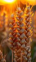 The sun is shining on a field of wheat. The wheat is tall and golden, and the sun is casting a warm glow on the plants. photo