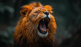 A lion is roaring with its mouth open. The lion is in a forest with trees and bushes photo