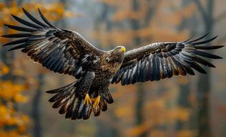 A large eagle is flying through the air with its wings spread wide photo