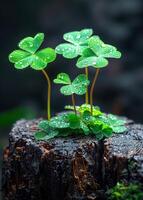 A small group of green clovers are sitting on a log. The leaves are wet and shiny, giving the impression of freshness and vitality photo