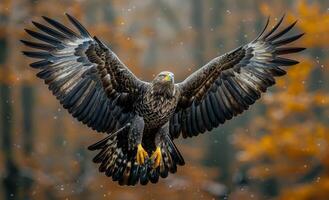 Majestic eagle soaring above autumn forest in gentle snowfall. photo