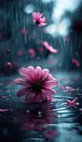 A beautiful pink flower is gently floating in the water while it rains photo