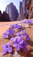Purple flowers flourish on a rock in the desert landscape photo