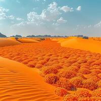 In the middle of a vast desert, there exists a vibrant field of orange flowers photo