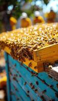 A beehive teeming with numerous buzzing bees on its surface photo