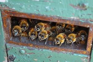 A large group of buzzing bees are curiously peering out of a hole in a wall photo